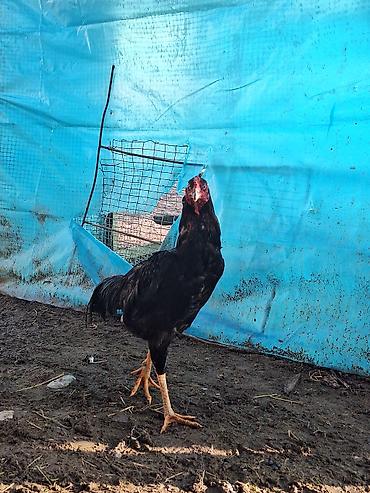 Другие животные: Другие животные — 9