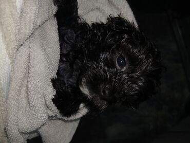 İtlər: 2 ay, Dişi, Peyvəndli, Pulsuz çatdırılma — 10