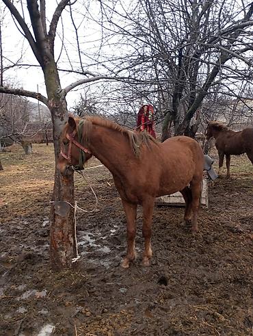 Лошади, кони: Продаю | Конь (самец) | Рабочий — 6