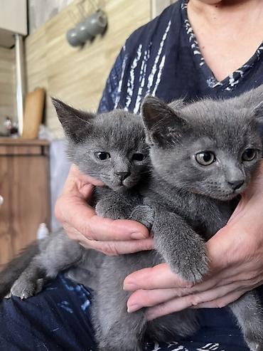 Мышыктар: Котята, домашние, ручные. - Окрас: один угольно‑чёрный, двое — 1