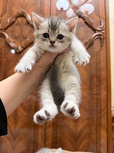 Pişiklər: Tabbi, Erkək, Yaxşı əllərə, Ünvandan götürmə — 7