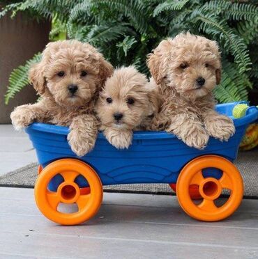 Άλλα: Κουτάβια Maltipoo για Υιοθεσία Έχω 6 θηλυκά κουτάβια maltipoo. Είναι