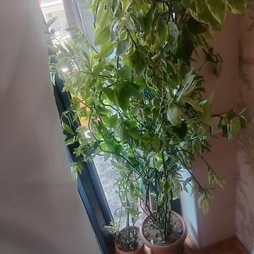 ev guleri: Ev üçün dekorativ otaq bitkiləri dəsti Təsvir: - 2 ədəd hibiskus (Çin — 2