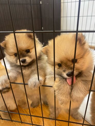 pomeranian iti qiymeti: Şpitz, 1 ay, Erkek