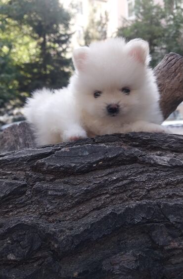 pomeranian spitz: Şpitz, 2 ay, Dişi, Peyvəndli, Pulsuz çatdırılma