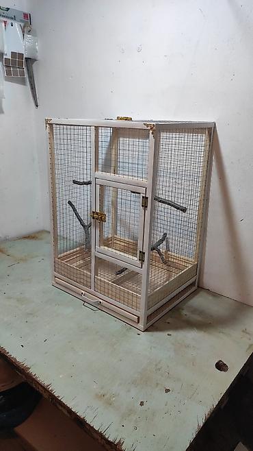 Papuqay,dovşan,hamster,şinşila,bildirçin,cücə,xamyak,pişik,quş,tısbağa