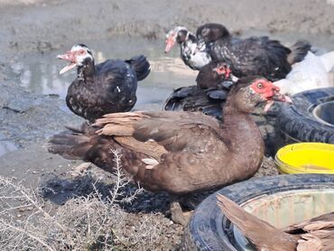 Quş: Salam lal ördəklər satılır .Fərələr 25 xoruzlar 35 azn .Fərələr — 12