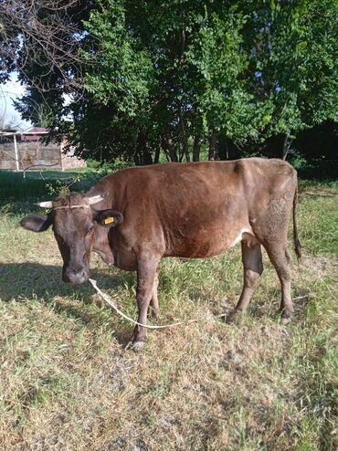 коровы токмак: Продаю | Корова (самка) | Алатауская | Для разведения, Для молока | Стельные