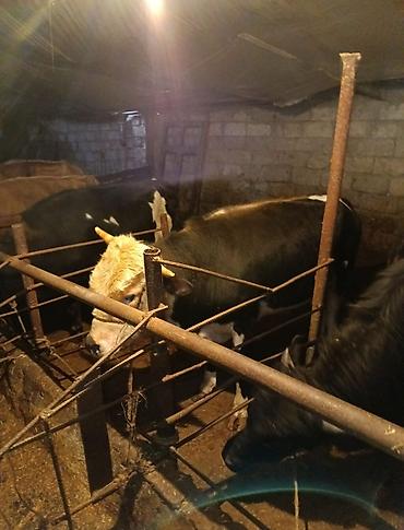 Inəklər, öküzlər: Inəklər, öküzlər — 4