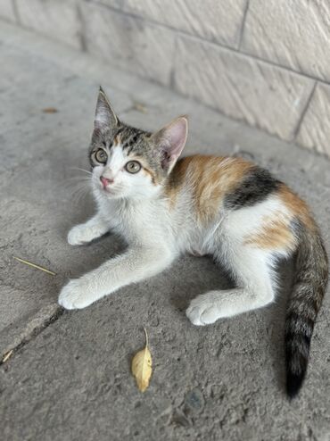 котята простые: 2 айлык, Эркек, Аргын, Лотокко барууга үйрөтүлгөн
