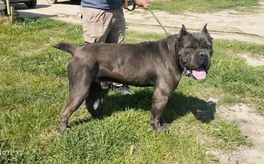 İtlər: Kane-Korso — 9