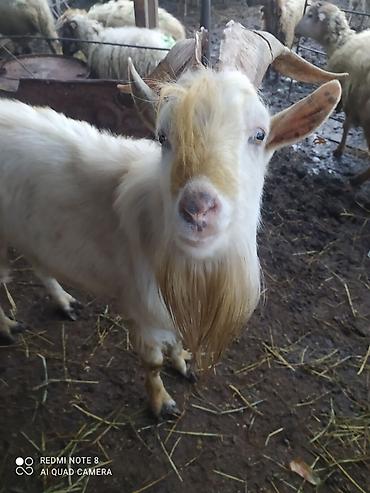 Keçilər, çəpişlər: Sistemləri Saanen keçiləri temiz saf qan keçiləri.iki dişi bir teke — 1