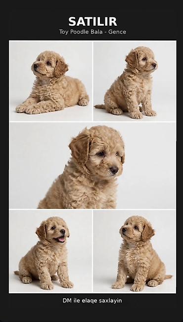 İplər, saplar: SATILIR: Toy Poodle bala – Gəncə Xüsusiyyətlər: - Cins: Toy Poodle — 1