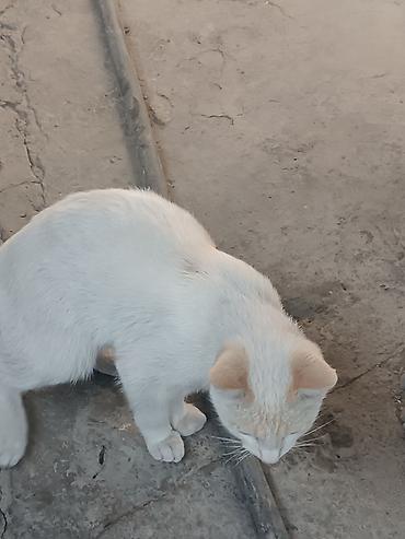 коты белый: Кошка даром: Беспородная, 6 месяцев, Мальчик, Приучена к лотку — 3