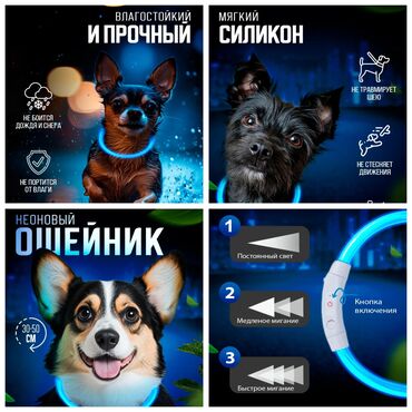 кролик купить декоративный: Продаю светящиеся ошейники для собак,а так же