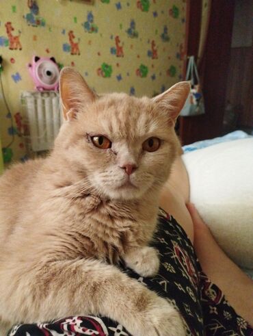 шотландские кот: Продаем чистопородного кота,шотландской породы, добрый, умный