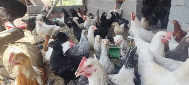 трава для животных: Продаю | Цыплята | Домашняя | На забой, Для разведения