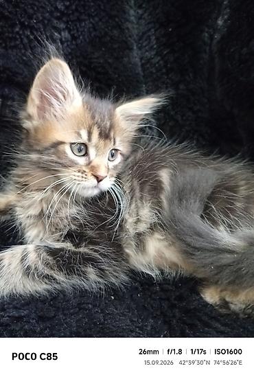 слив казанской пантеры: Мейн-Куны 🥰🥰🥰. Продаются котята Рысята ♥️ Чистокровные, Шикарные — 8