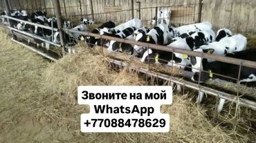 Коровы, быки: Продаю | Корова (самка), Бык (самец), Тёлка | Ангус, Герефорд, Голштин | На откорм, На забой, Для разведения | Племенные, Осеменитель, Стельные