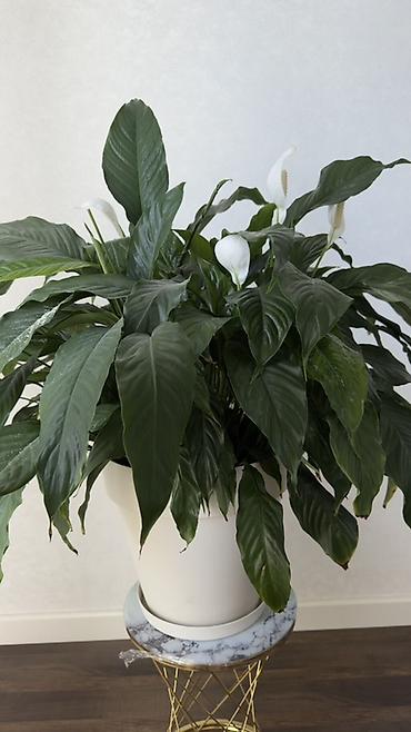 taxta dibçək: Spathiphyllum (Sülh zanbağı) – böyük, sıx yarpaqlı, dekorativ otaq — 2