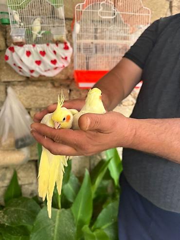 Tutuquşları: Korella əl quşu bala hazir cut kime hansi lazimdisa var sarilar 45-50 — 4