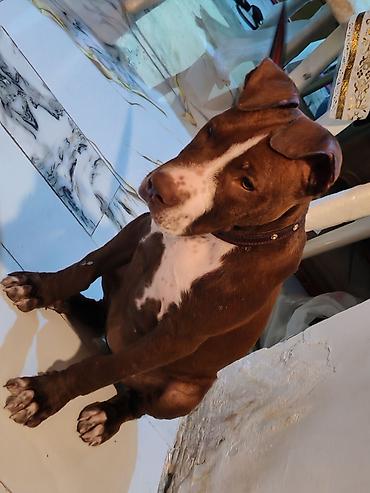 pidbul balasi: Pitbul, 1 ay, Dişi, Peyvəndli, Ünvandan götürmə — 1