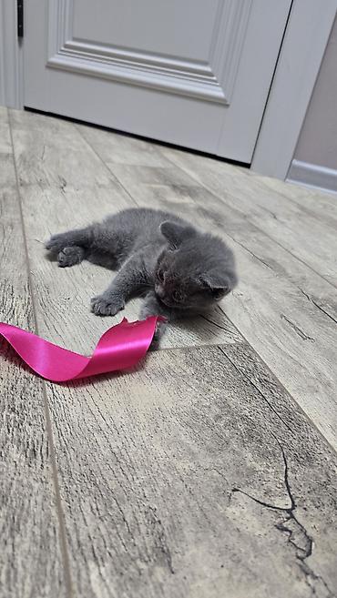 Продажа кошек: Скотиш Фолд (Шотландская вислоухая), 1 месяц, Девочка, Голубой, Приучена к лотку — 17