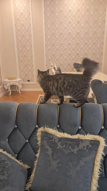 Pişiklər: Meyn-kun, Erkək — 7