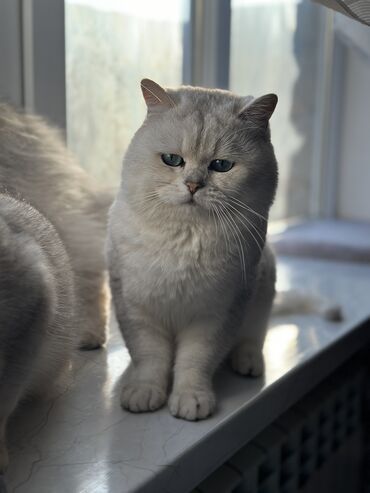 Pişiklər: Britan, Erkək, Cütləşmə üçün -da lalafo.az — 14 Pişiklər: Britan, Erkək, Cütləşmə üçün — 14