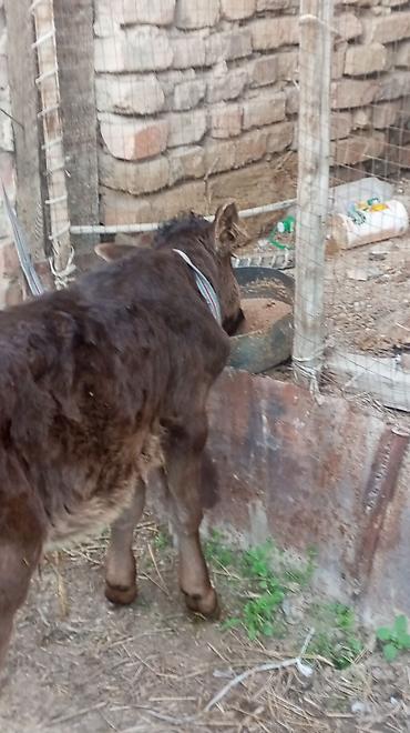 Коровы, быки: Продаю | Бык (самец), Тёлка — 15