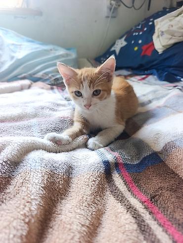 кошка купить бишкек: Кошка даром: Беспородная, 2 месяца, Девочка — 2