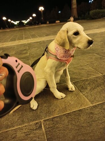 İtlər: Labrador-retriver, 7 ay, Dişi, Peyvəndli, Ünvandan götürmə, Pulsuz çatdırılma