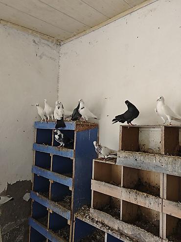 naxcivan heyvan elanlari: Tərgizmələr hamisi birlikde satilir tek tek satilmir unvan sumqayit — 5
