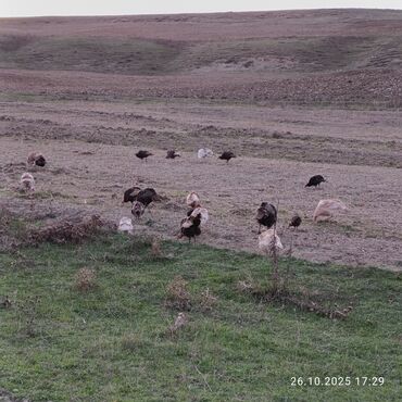Hinduşka: Məhsul: Hind quşları (qarışıq rəngli sürü) Təsvir: - Təbii şəraitdə — 7