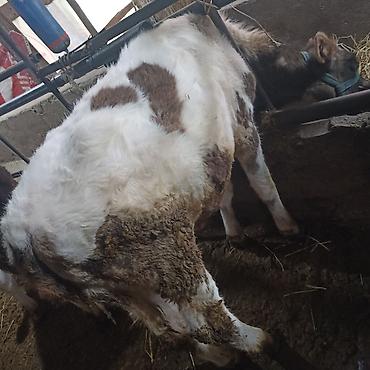 Коровы, быки: Продаю | Бык (самец) — 10