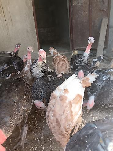 bakida cins ineklerin satisi: Hinduşka 20 eded birge satilır 3aylığdı — 2