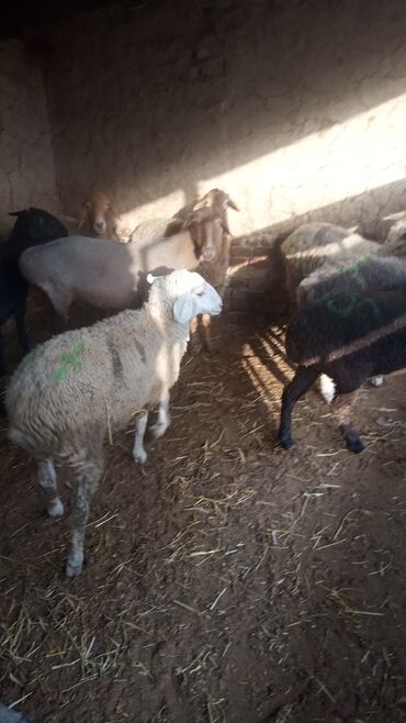 продажа баранов в бишкеке: Продаю | Овца (самка) | На забой