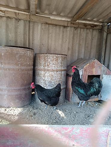 gubrə satışı: Təmiz qan avstralorp yumurtası satılır. istəyən əlaqə saxlasın — 1