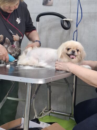xacmaz heyvan bazari: Pekines, 4 il, Dişi, Peyvəndli, Ünvandan götürmə