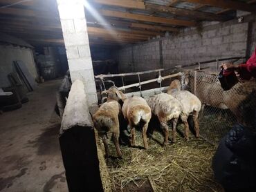 Бараны, овцы: Продаю | Овца (самка) | Арашан | Для разведения — 10