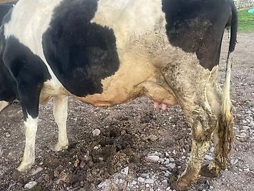 Коровы, быки: Продаю | Корова (самка) | Для молока — 5