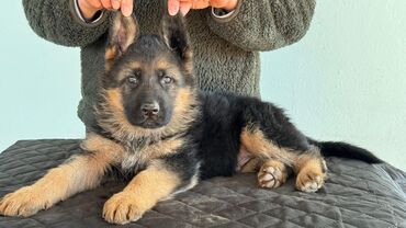 продаю охотничий собаку курцхар: Продаются чистопородные щенки немецкой овчарки! Дата