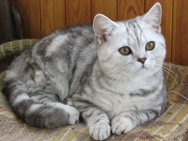 британская шоколадная кошка: Скотиш Страйт (Шотландиялык тик кулактуу), 6 айлык, Эркек, Лотокко барууга үйрөтүлгөн, Документтери менен