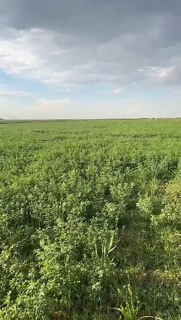 участки продаю: 80000 соток, Для сельского хозяйства, Договор купли-продажи — 1