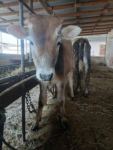 Dana, buzov: 3 erkək 2 dişi dana — 17