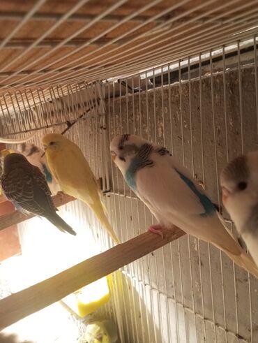 Tutuquşları: Biri 9 manat Rengbereng papuqaylar — 5