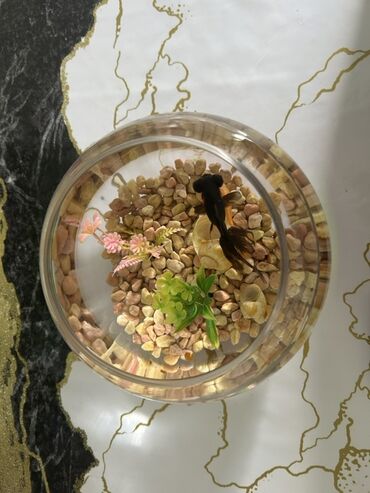 Balıqlar: Qızıl balıq, Sülhsevər, Pulsuz çatdırılma -da lalafo.az — 6 Balıqlar: Qızıl balıq, Sülhsevər, Pulsuz çatdırılma — 6