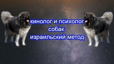 Пошив и ремонт одежды: Bu xidmət kinoloq və it psixoloqu tərəfindən təklif olunur. Təlimlər