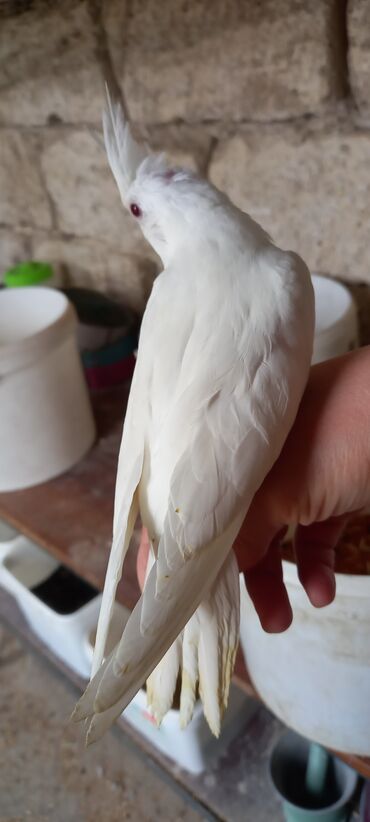 Tutuquşları: Salam ilk ozce yazini hamisini oxuyun sonra elaqe saxliyin hardasa bir — 9