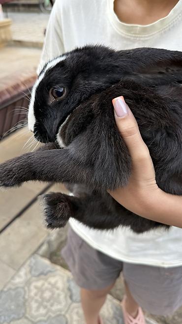 kirpi heyvan: Saglam, qara heyet dovşani 🐰 — 4